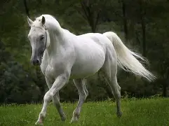 包含马竞主场大获胜利,整体表现超群的词条 包含马竞主场大获胜利,整体表现超群的词条